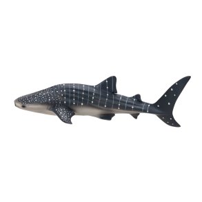 Mojo Whale shark