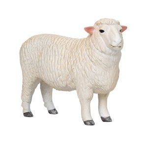 Mojo Romney Sheep ram