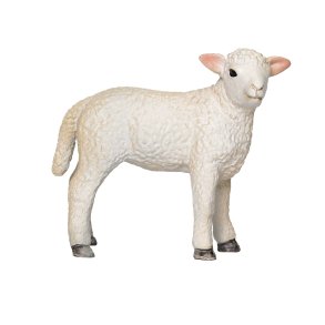 Mojo Romney Sheep lamb, standing