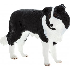 Mojo Border Collie Hund